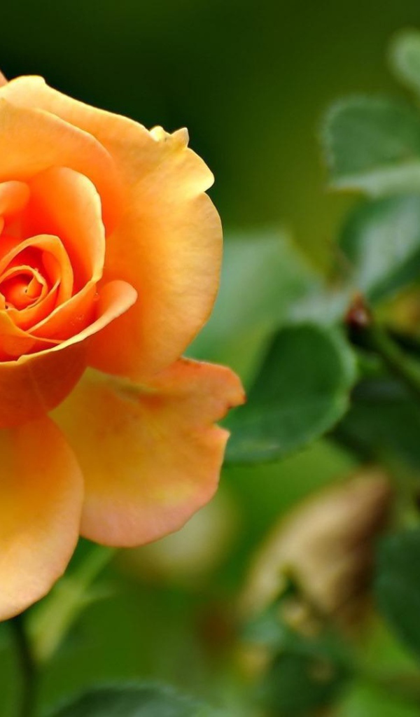 Жёлтая роза на фоне листвы