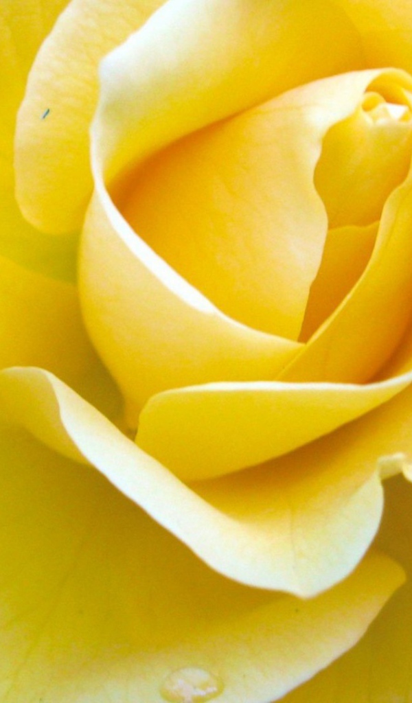 Жёлтая роза на синем фоне