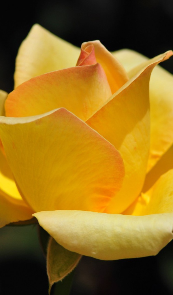 Жёлтая роза на фоне сада