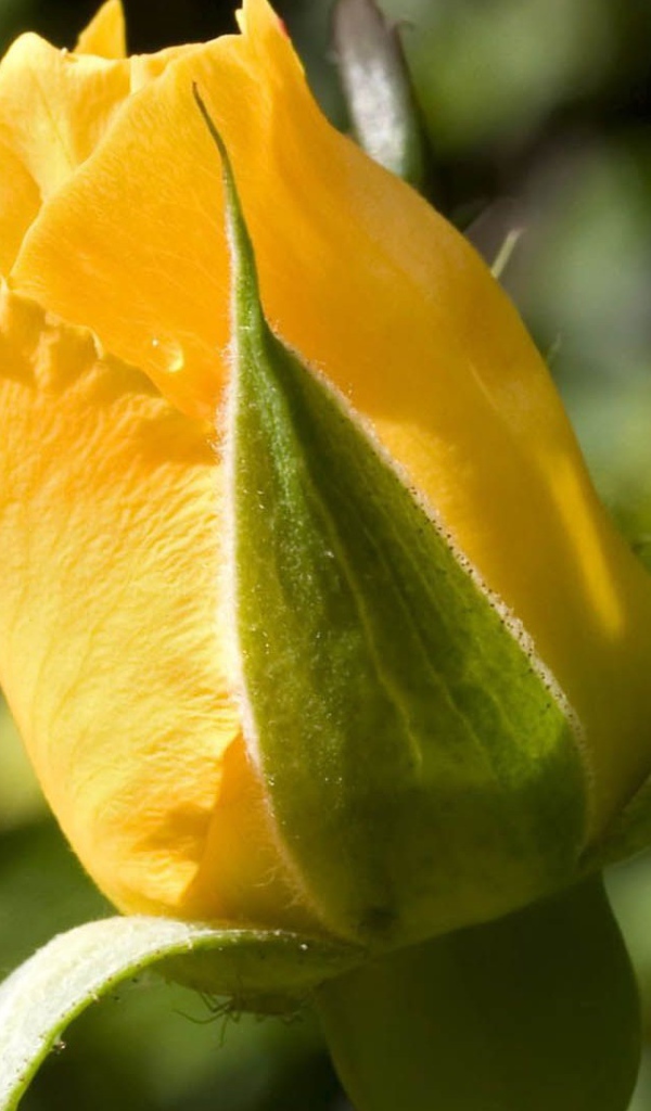 Жёлтая роза на фоне зелени