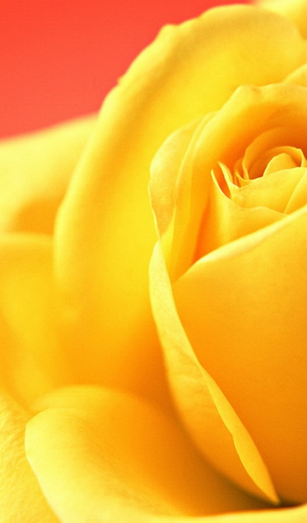 Жёлтая роза на красном фоне