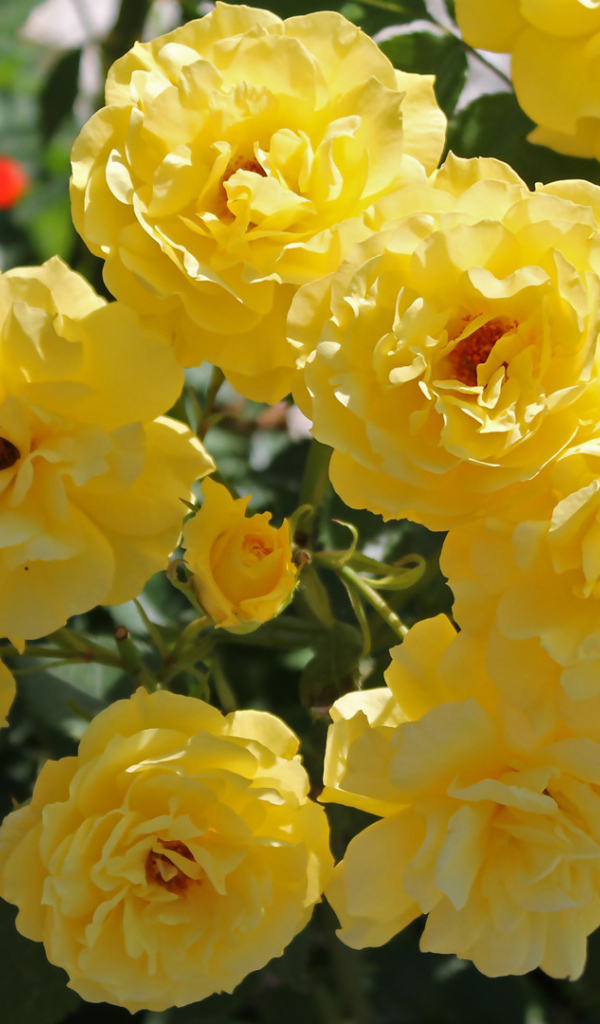 Жёлтые розы на клумбе