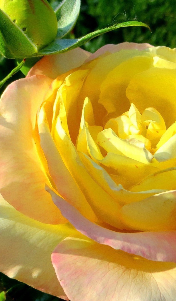 Жёлтая роза на лужайке