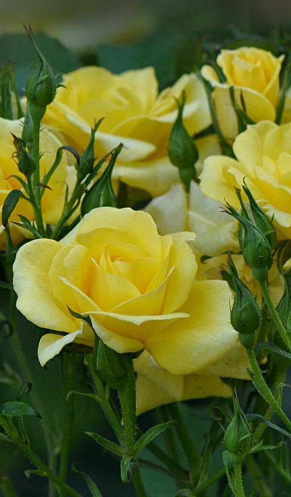 Жёлтые розы цветут в саду