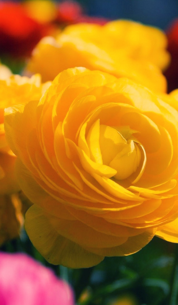 Жёлтые розы распустились в саду