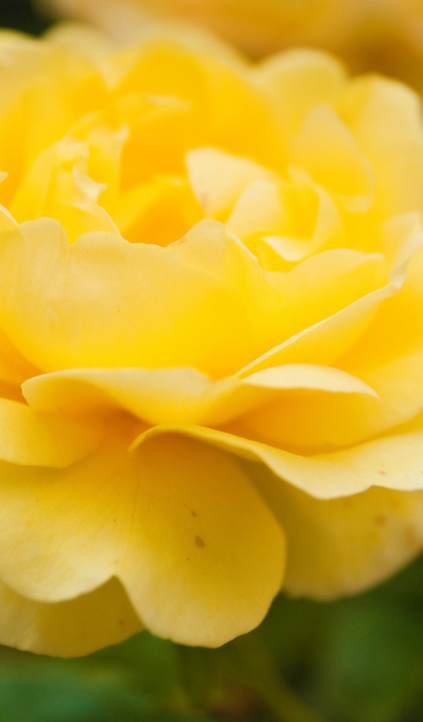 Жёлтые розы в саду