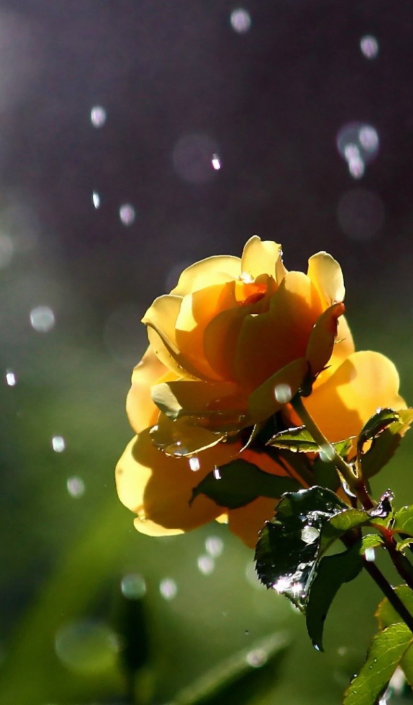 Желтые розы под дождем