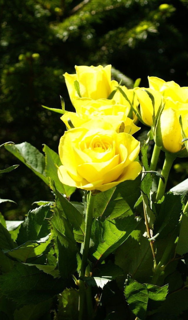 Жёлтые розы на фоне деревьев