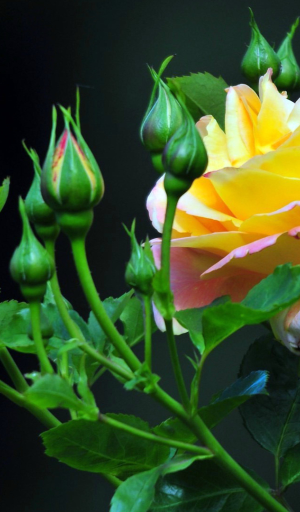 Жёлтые розы на тёмном фоне