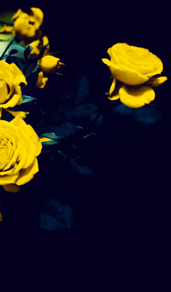 Жёлтые розы на тёмно-синем фоне