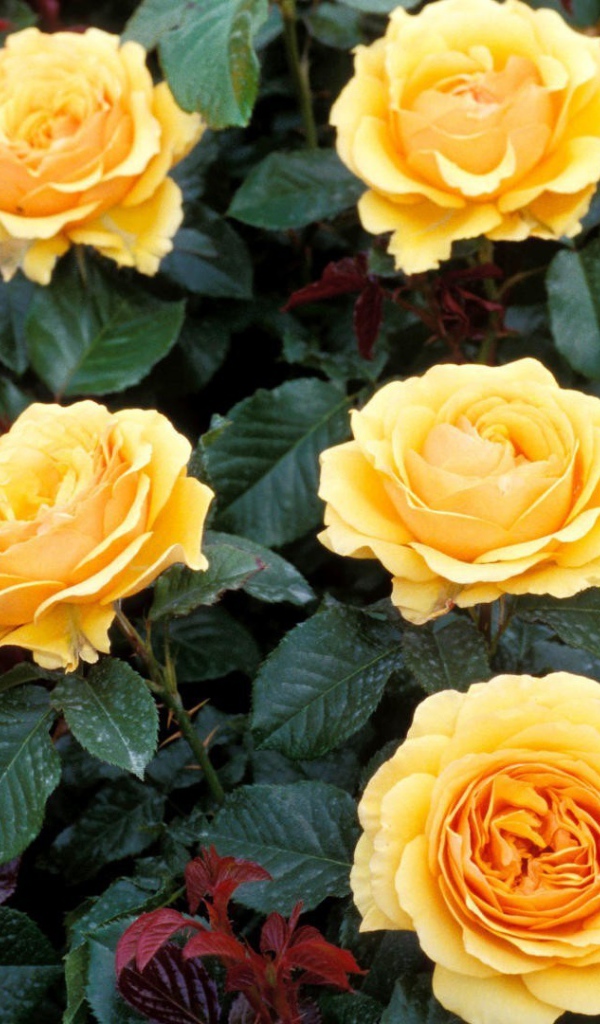 Жёлтые розы на большой клумбе