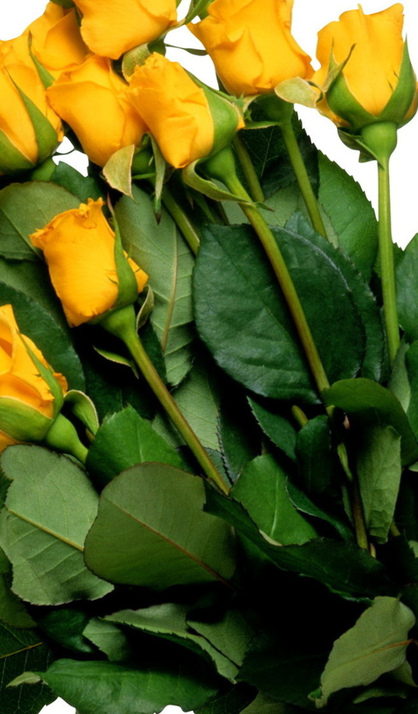 Жёлтые розы на белом фоне