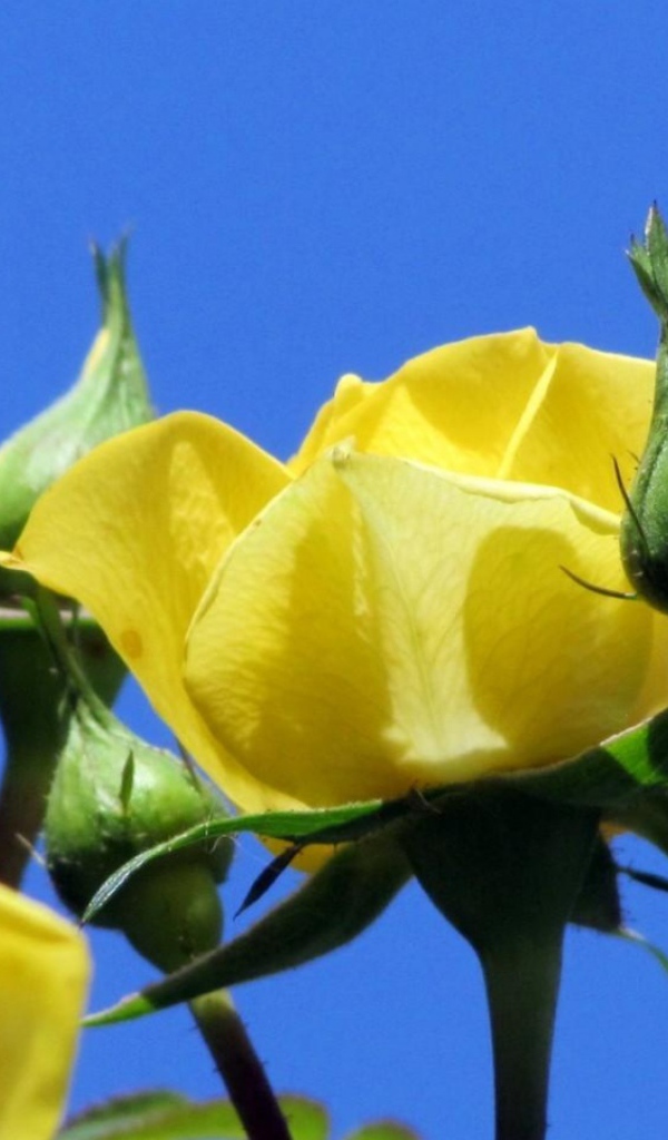 Yellow roses on sky background