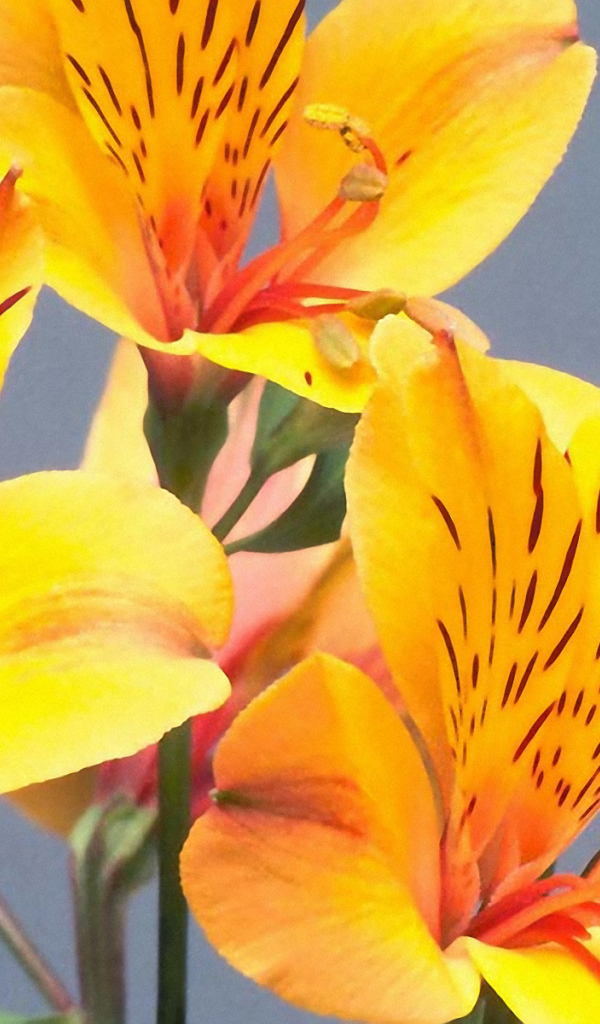 Желтые пятнистые цветы