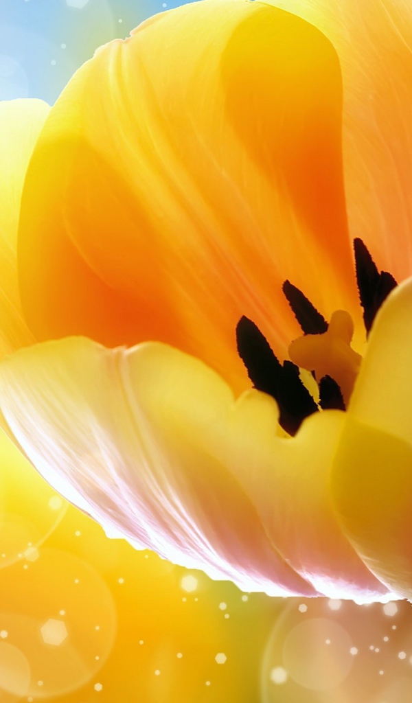 Желтые тюльпаны