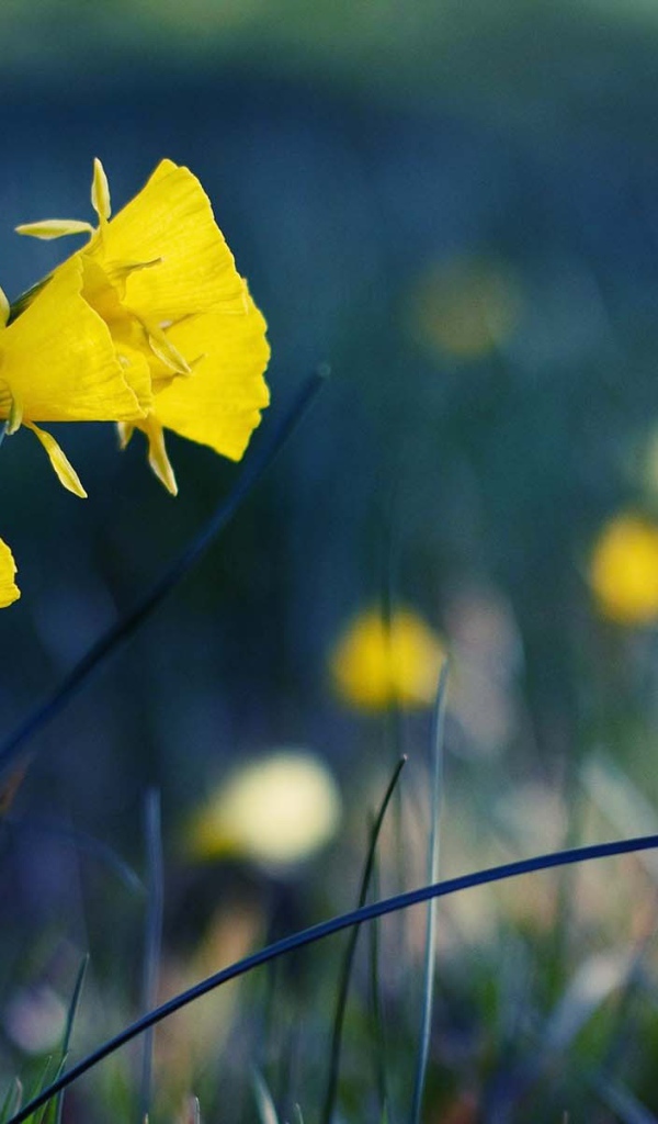 Желтые полевые цветы