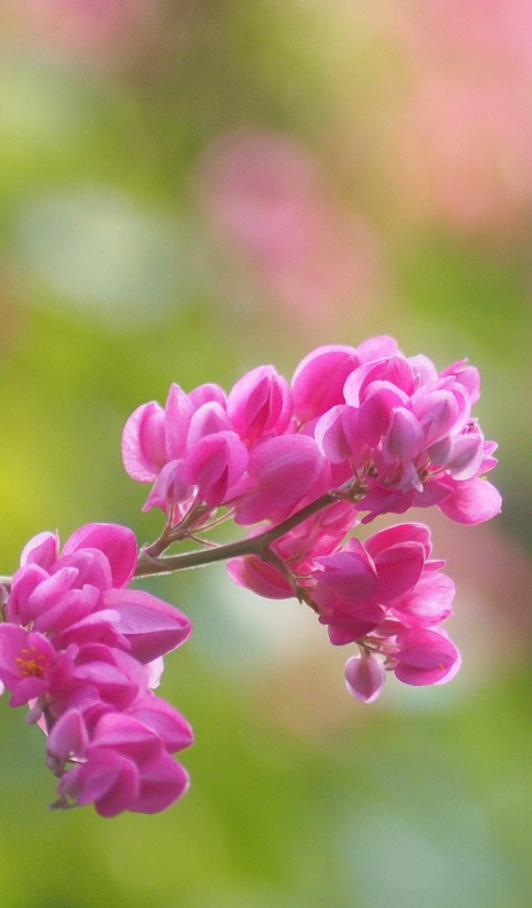 Молодая сакура