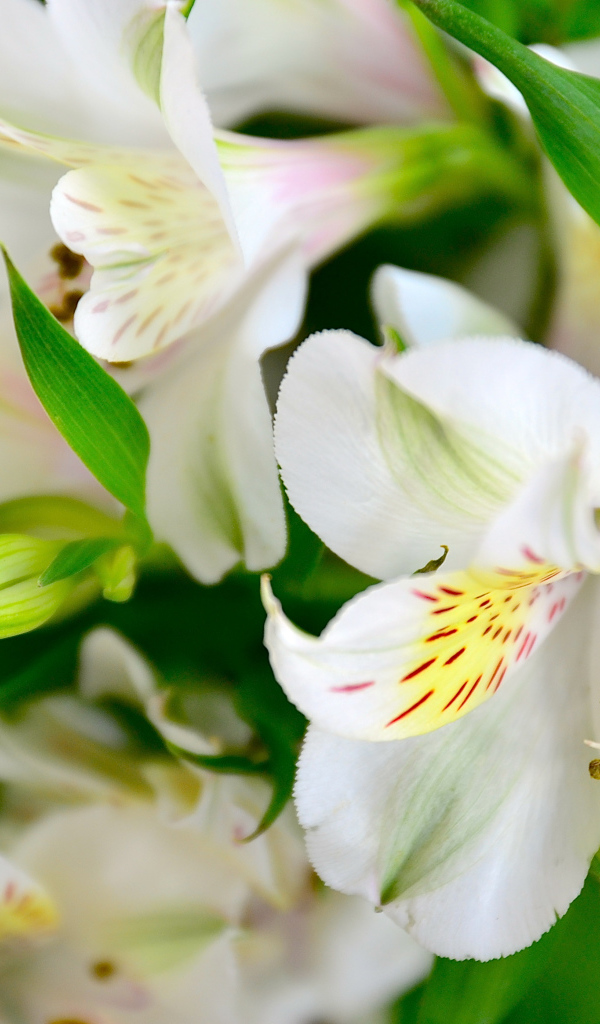 Молодые белые лилии