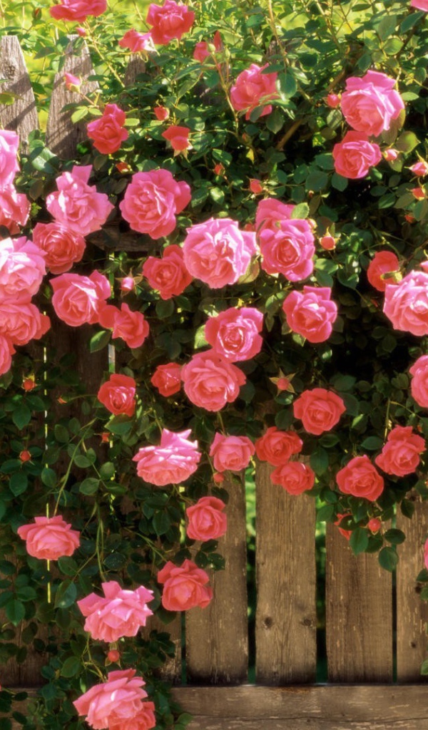 Цветущий забор