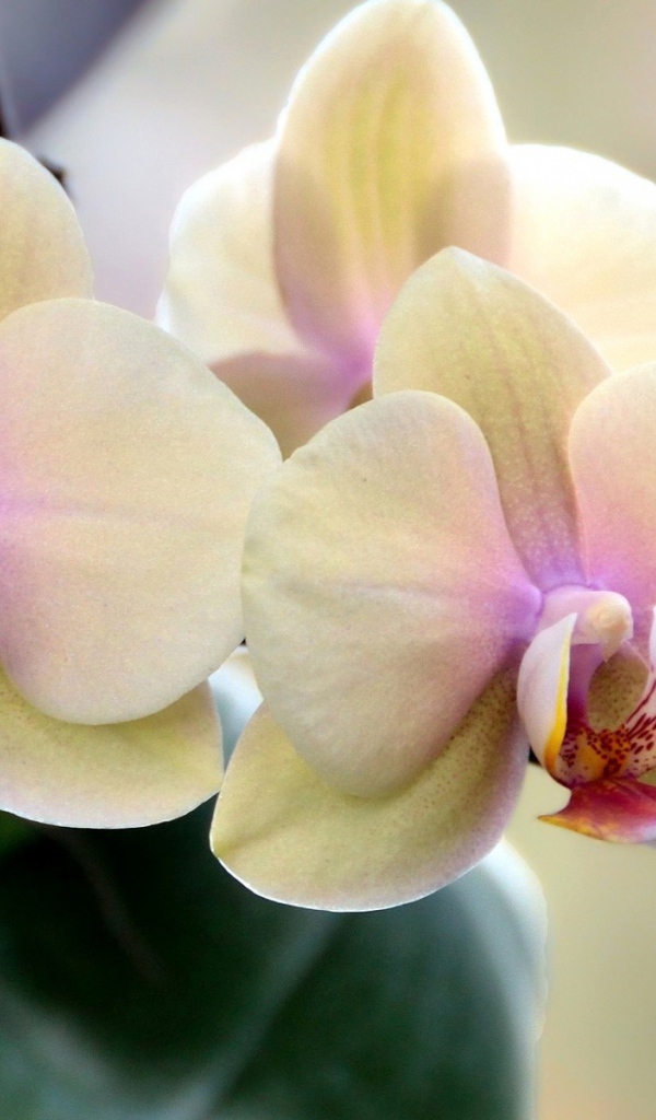 Цветущие орхидеи