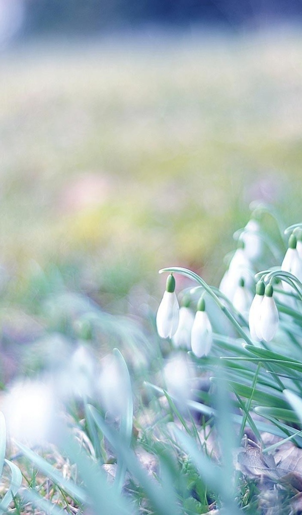 Первые подснежники весной