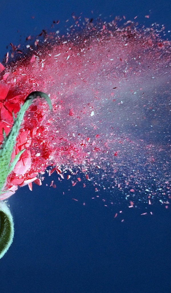 Пуля пробивает розу