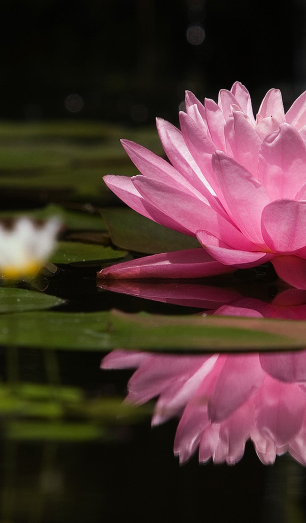 Большая розовая лилия на озере