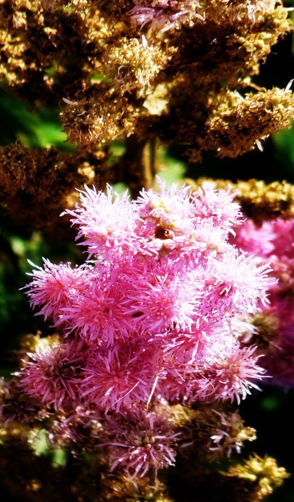 Ветка розовых цветков