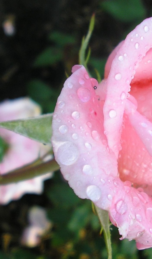 Нежная роза в каплях росы