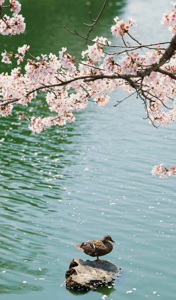 Утка под цветущей вишней
