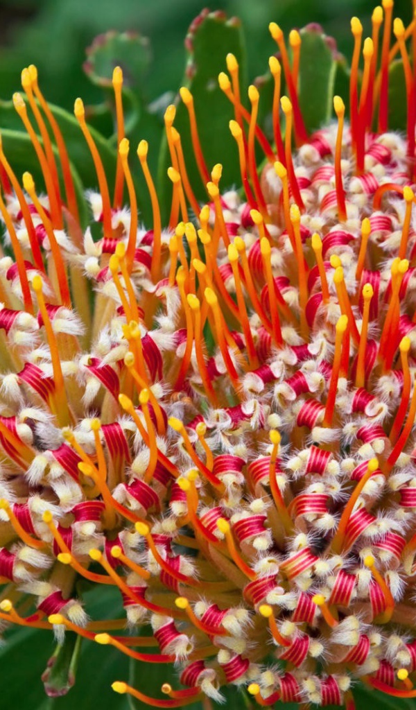 Цветок из Южной африки