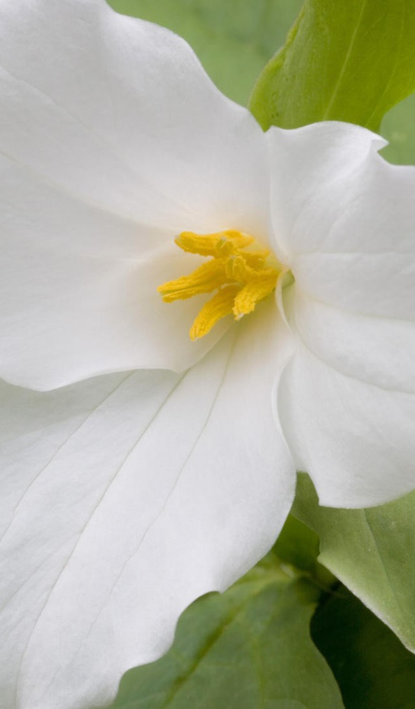 Цветок триллиум