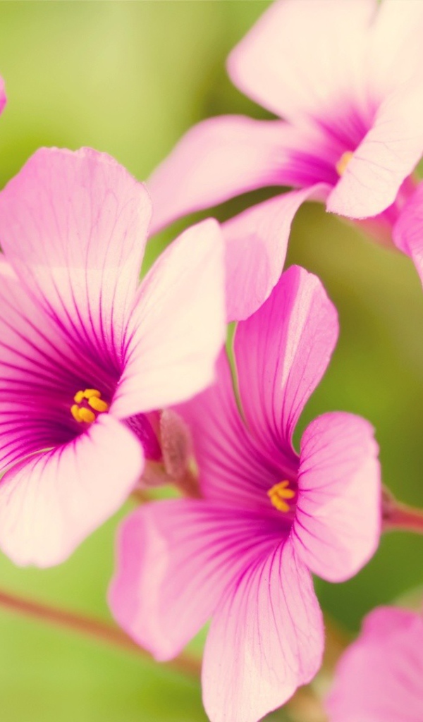 Цветы Вербена