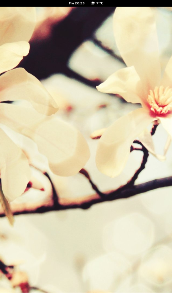 Весной цветут деревья