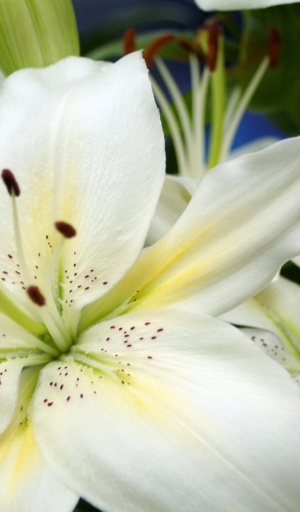 Большие белые лилии