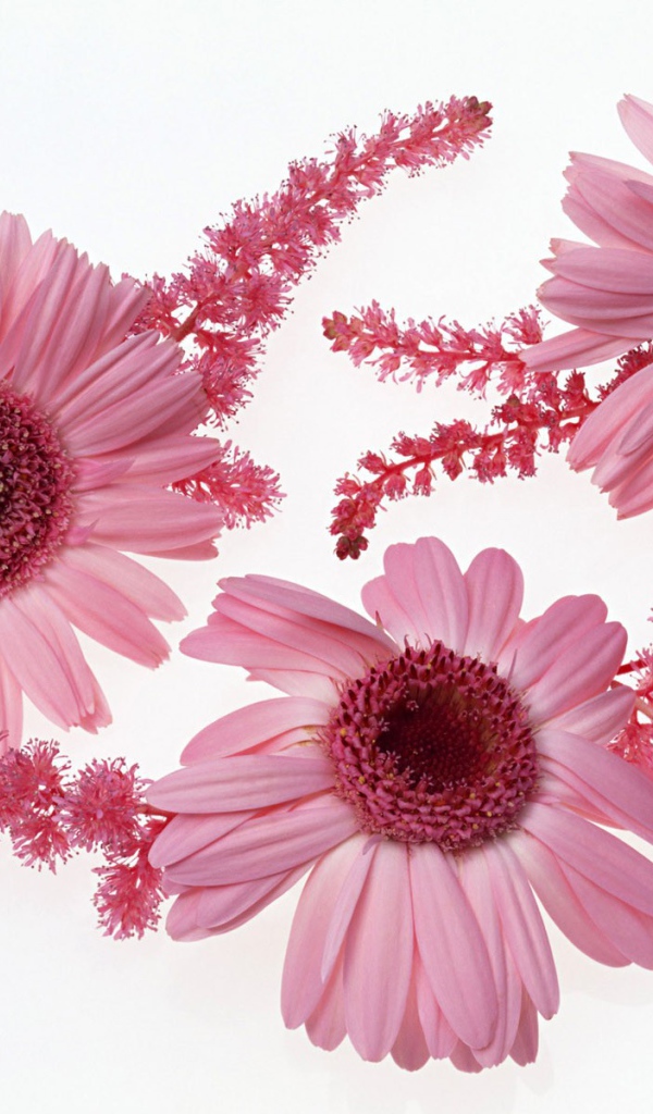 Розовые цветы с ветками