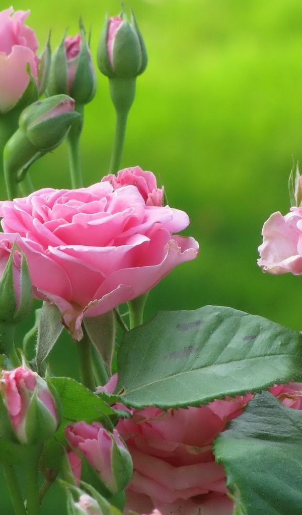 Розы на зеленом фоне