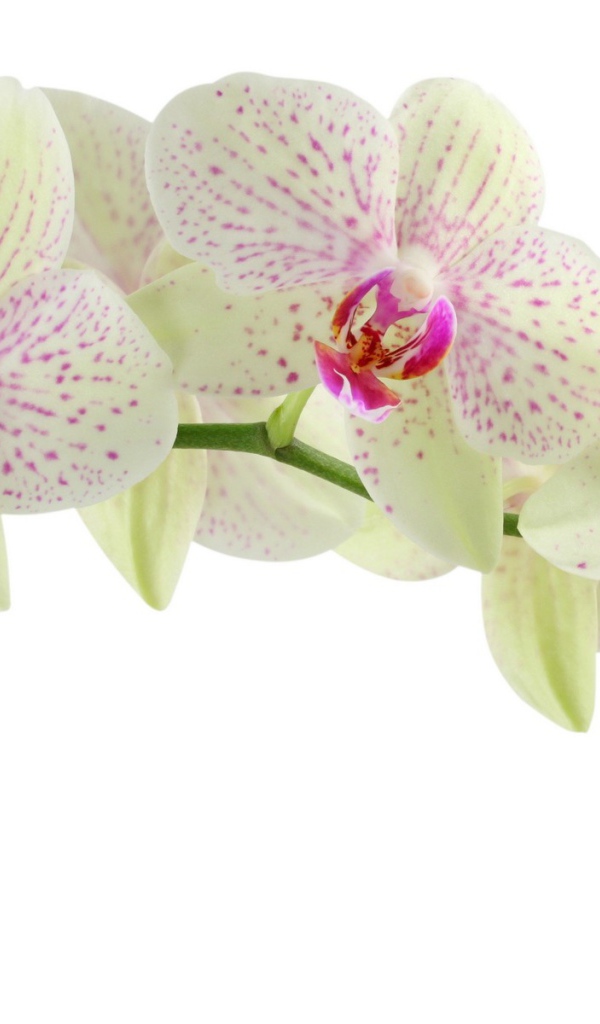 	  Spotted Orchid on a white background
