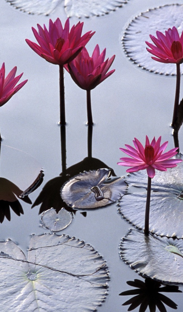 Водяные лилии во Вьетнаме