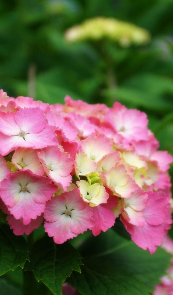 Желто розовые цветы