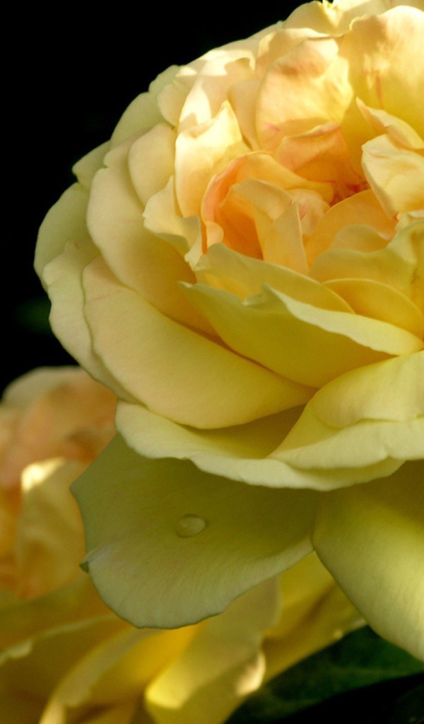 Желтая роза