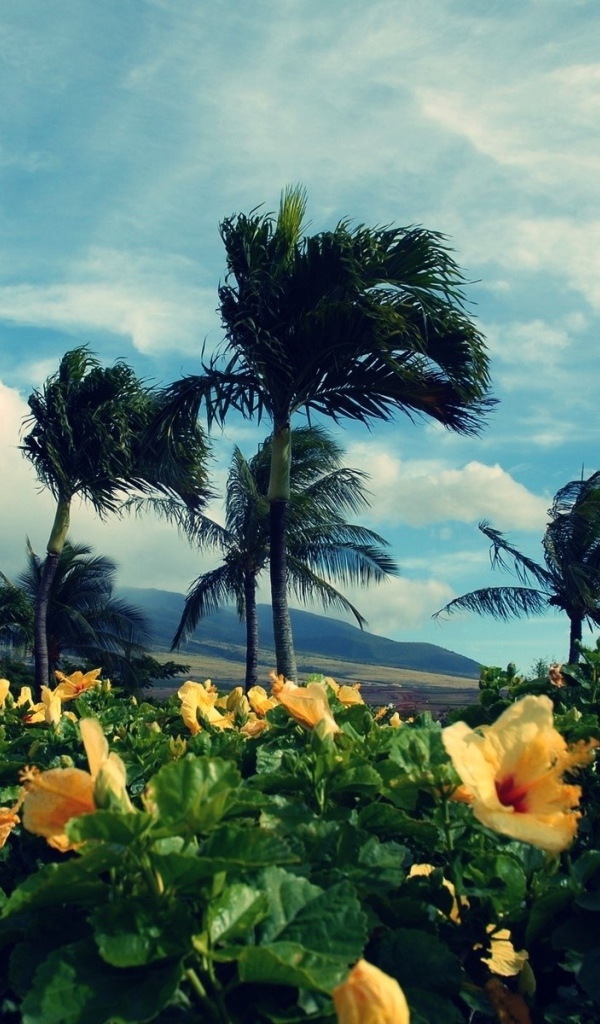 Желтые тропические цветки