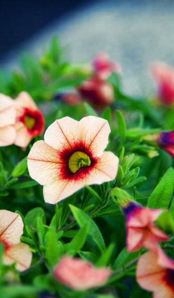 Букет красивых цветов