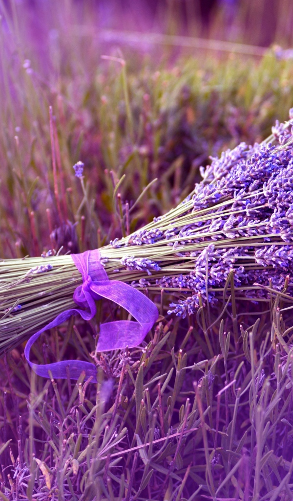 Букет лаванды