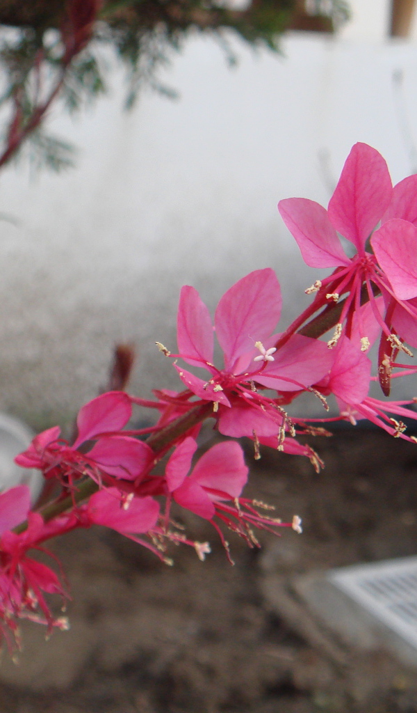 Ветка с розовыми цветками