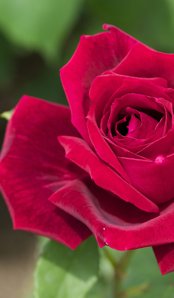 Большая красная роза