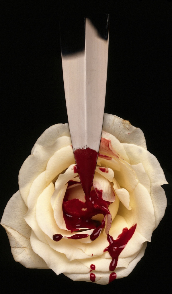 Кровь на белой розе