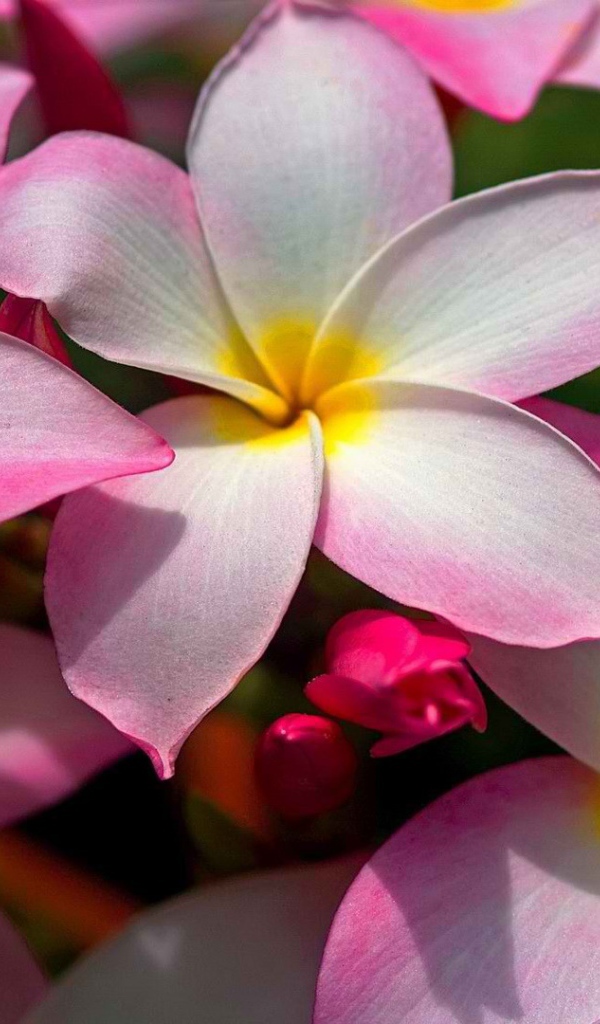 Цветущая Плюмерия