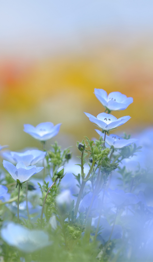 Голубые цветки льна