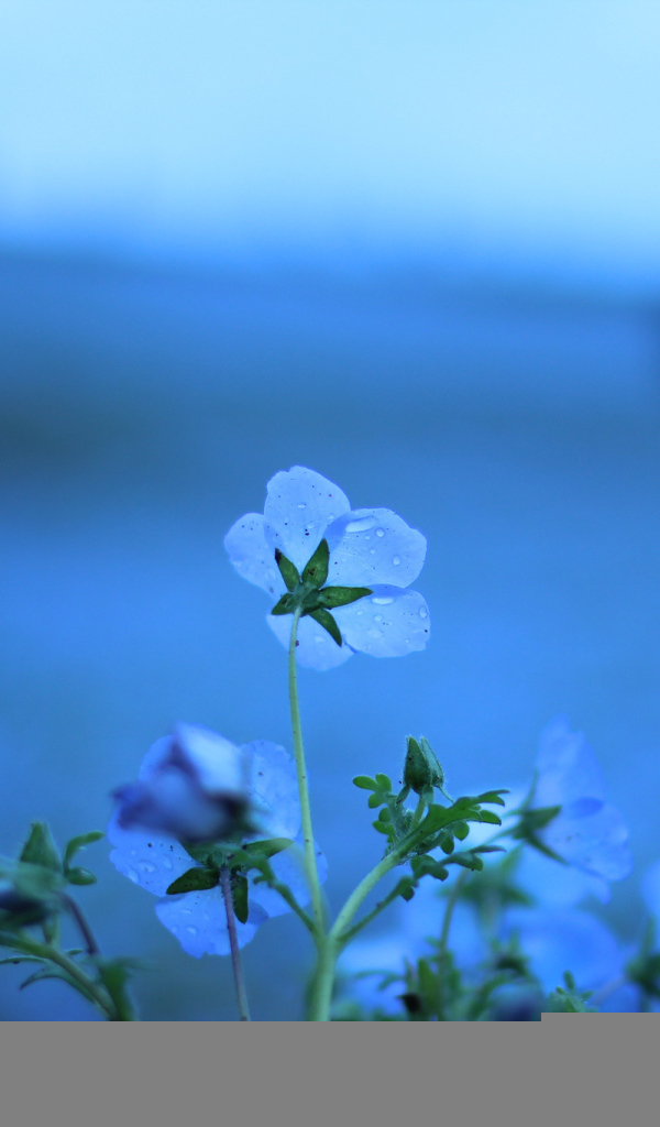 Голубые цветы